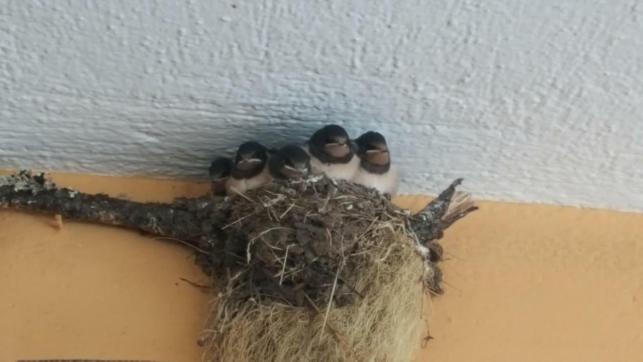 Pashuta Hotel Voskopojë Eksteriør billede